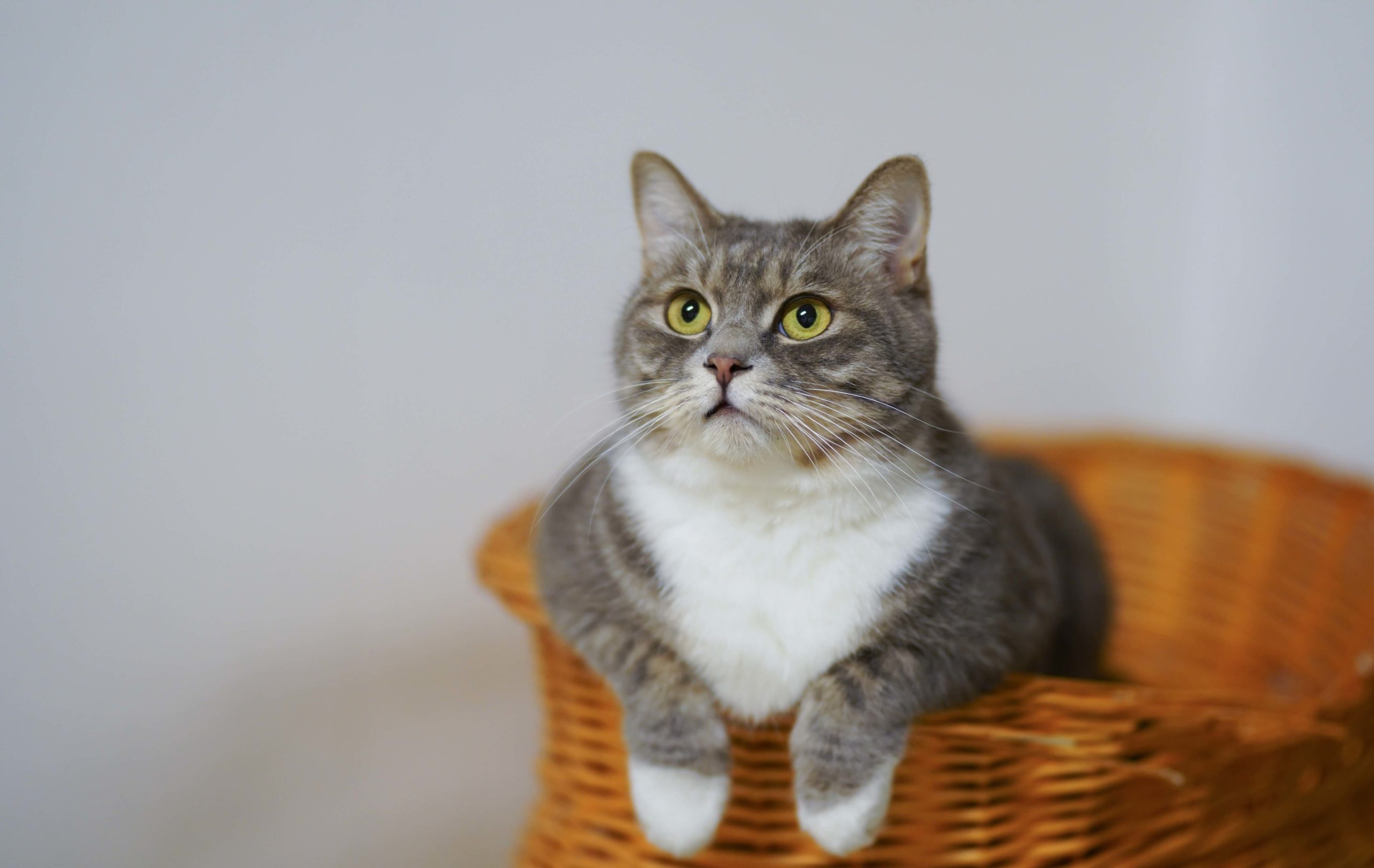 gray cat sitting in a basket