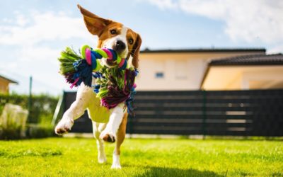 Ways to Help Less Fortunate Pets This Season
