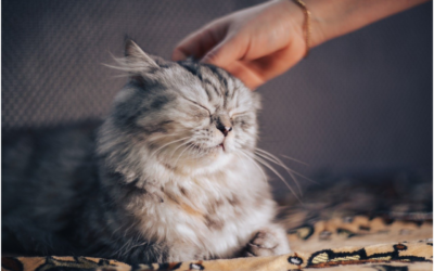 Preparing a Pet Sitter to Care for Your Pet