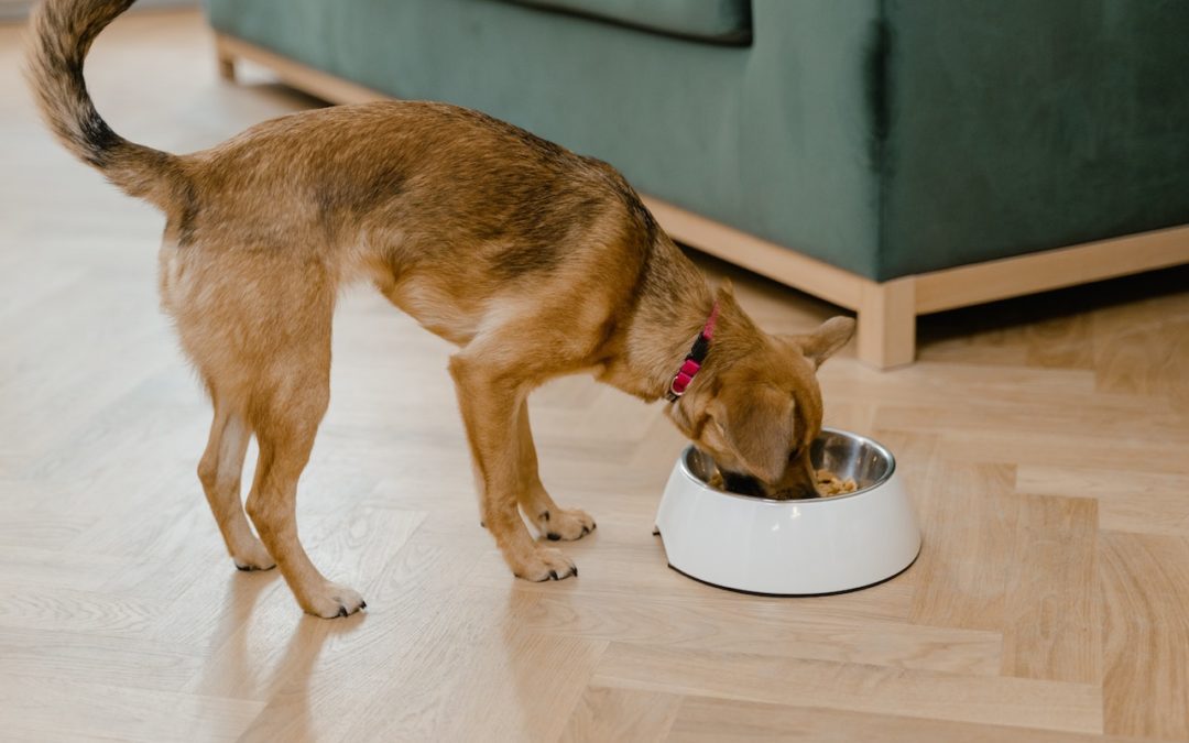 What Should and Should Not Be on Your Pet’s Thanksgiving Plate