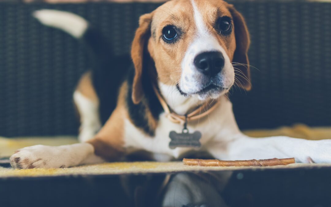 Beagle eagerly looking into the camera