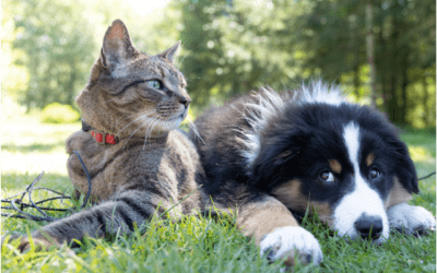 Guiding Your Pets Through the Arrival of a New Family Member: Essential Tips