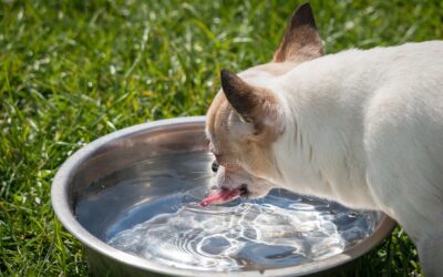 Ensuring Your Pet’s Hydration: A Comprehensive Overview