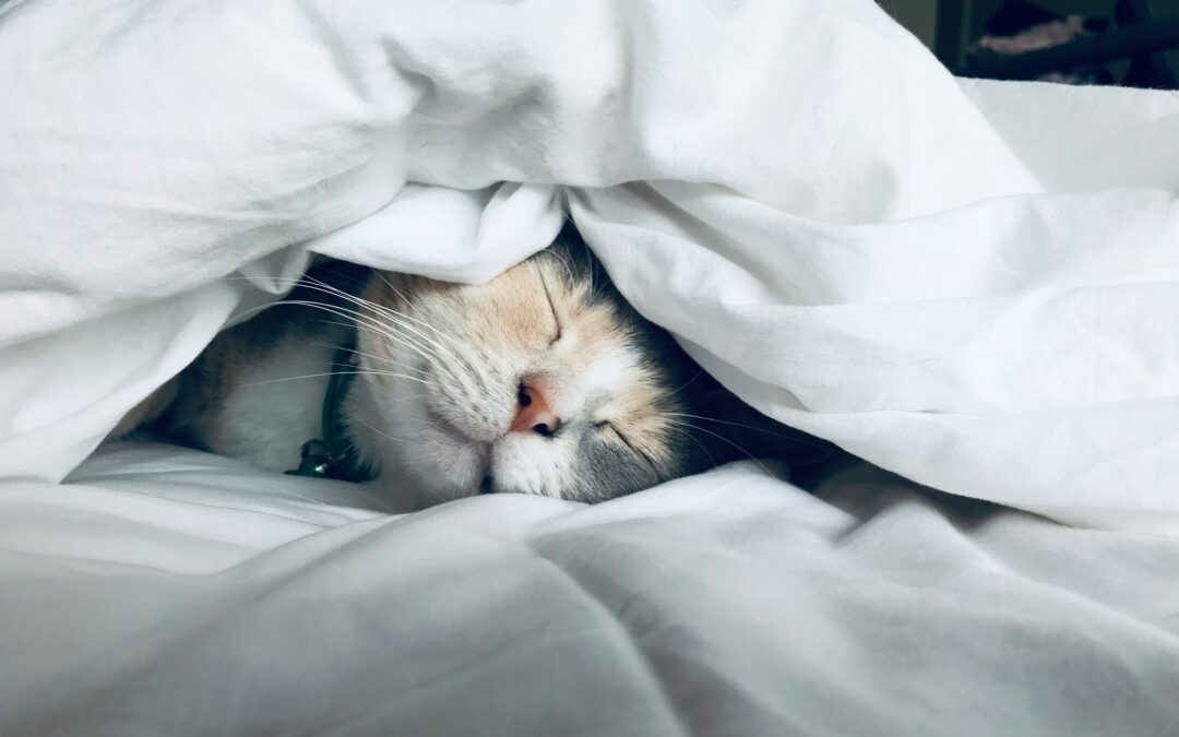 Write and brown cat wrapped in white sheets