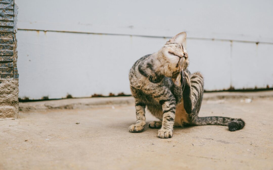 A tabby cat with dark stripes scratching its neck with its hind leg while sitting on a concrete surface, appearing to relieve an itch
