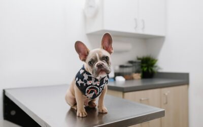What You Can’t See Can Hurt Them: The Importance of Preventative Lab Work